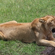 Lion Ngorongoro Crater 140.JPG