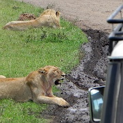 Lions Ngorongoro Crater 120.JPG