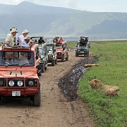 Lions Ngorongoro Crater 145.JPG