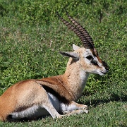 Thompson's Gazelle, Ngorongoro Crater 215.JPG