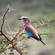 Velvet-breasted Roller, Ngorongoro Crater 280.JPG