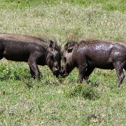 Warthogs, Ngorongoro Crater 225.JPG