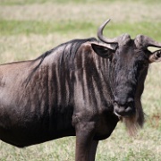 Wildebeest, Ngorongoro Crater 220.JPG
