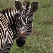 Zebra, Ngorongoro Crater 165.JPG