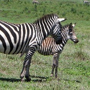 zebras, Ngorongoro Crater 155.JPG