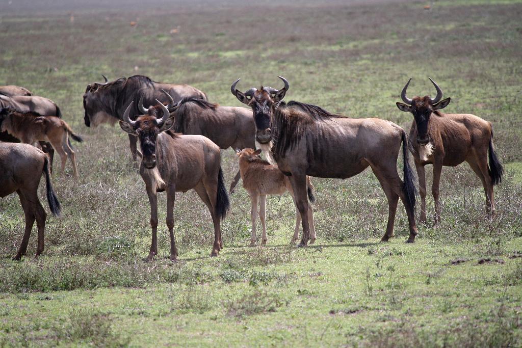 Wildebeest Ngorongoro 035