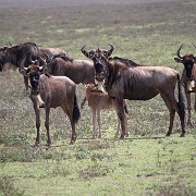 Wildebeest Ngorongoro 035.JPG