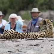 Serengeti0239.jpg