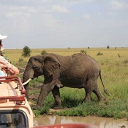 Serengeti0299.jpg