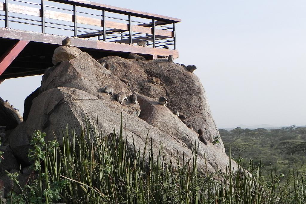 Hyrax, Seronera Wildlife Lodge, Serengeti 0071