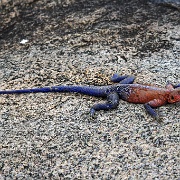 Agama Lizard, Serengeti 0097.jpg