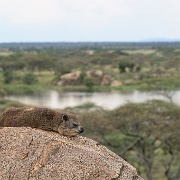 Hyrax, Seronera Wildlife Lodge, Serengeti 0095.jpg