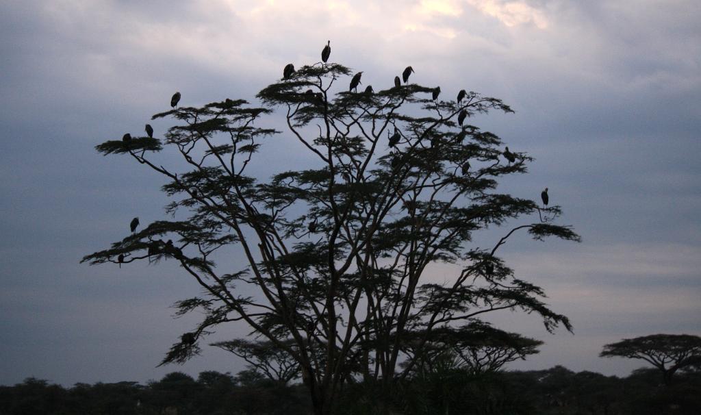 Birds at sunrise, Serengeti 0103