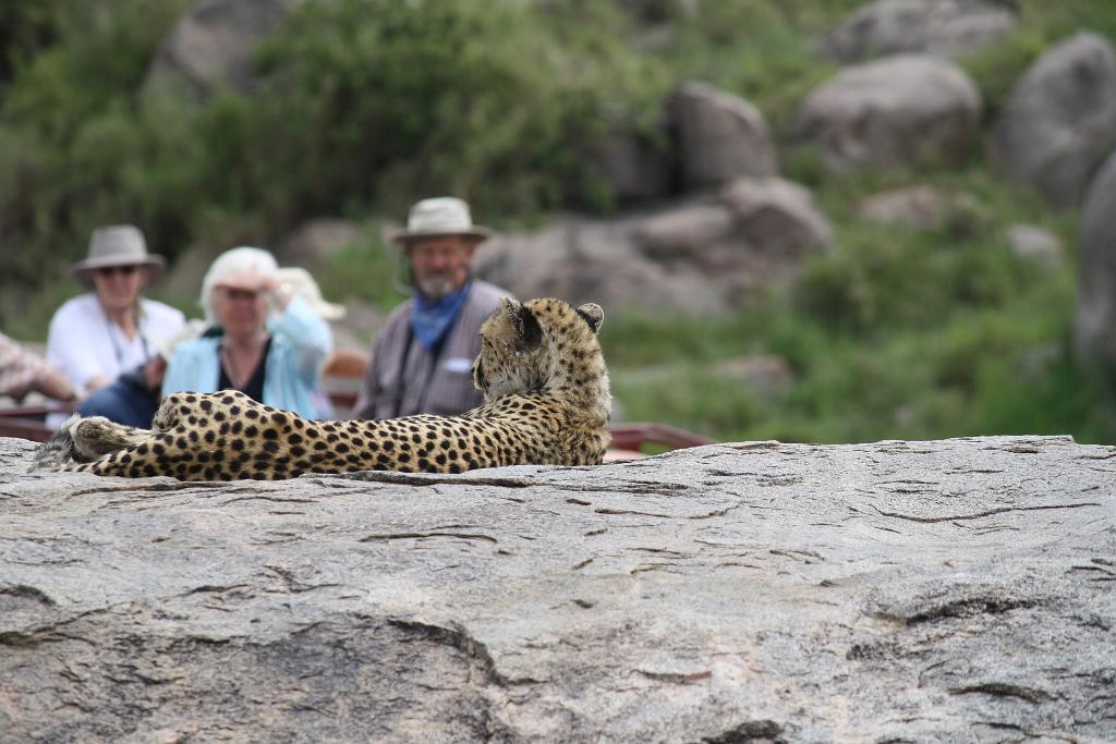 Cheetah, Serengeti, Tanzania 0239
