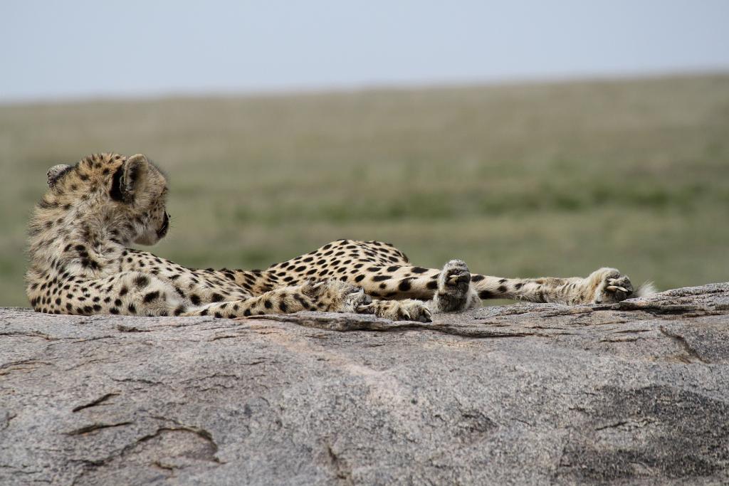 Cheetah, Serengeti, Tanzania 0241