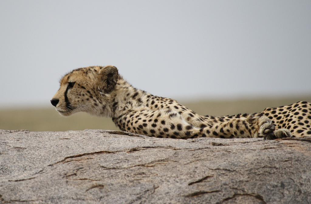 Cheetah, Serengeti, Tanzania 0245