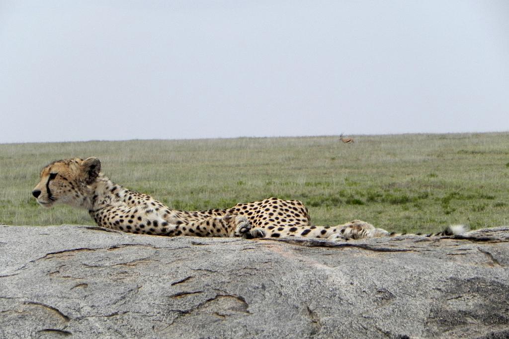 Cheetah, Serengeti, Tanzania 0253
