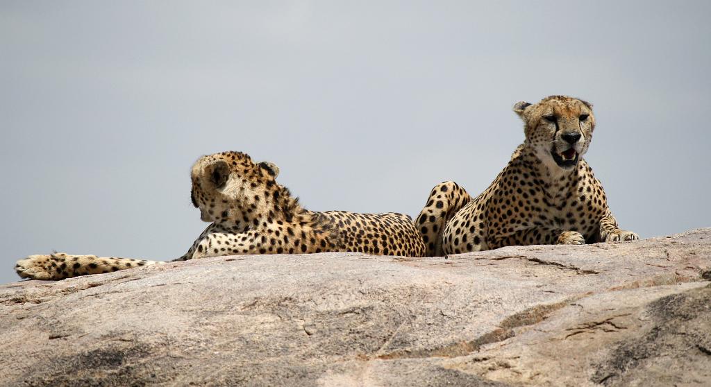 Cheetah, Serengeti, Tanzania 0269