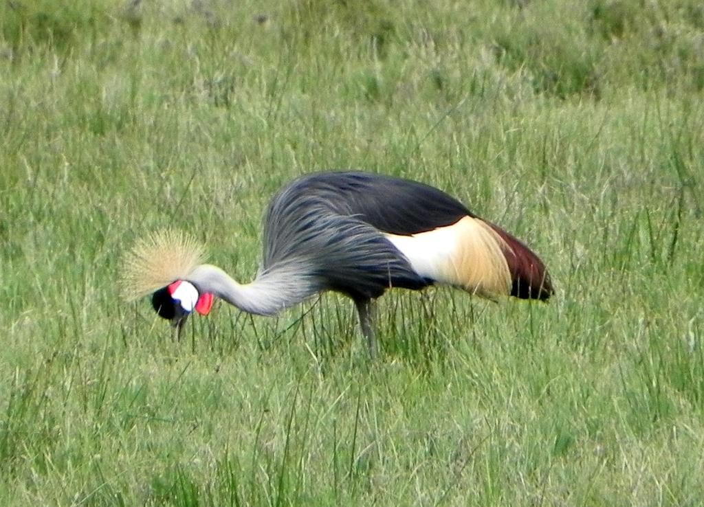 Crowned crane, Serengeti, Tanzania 0335