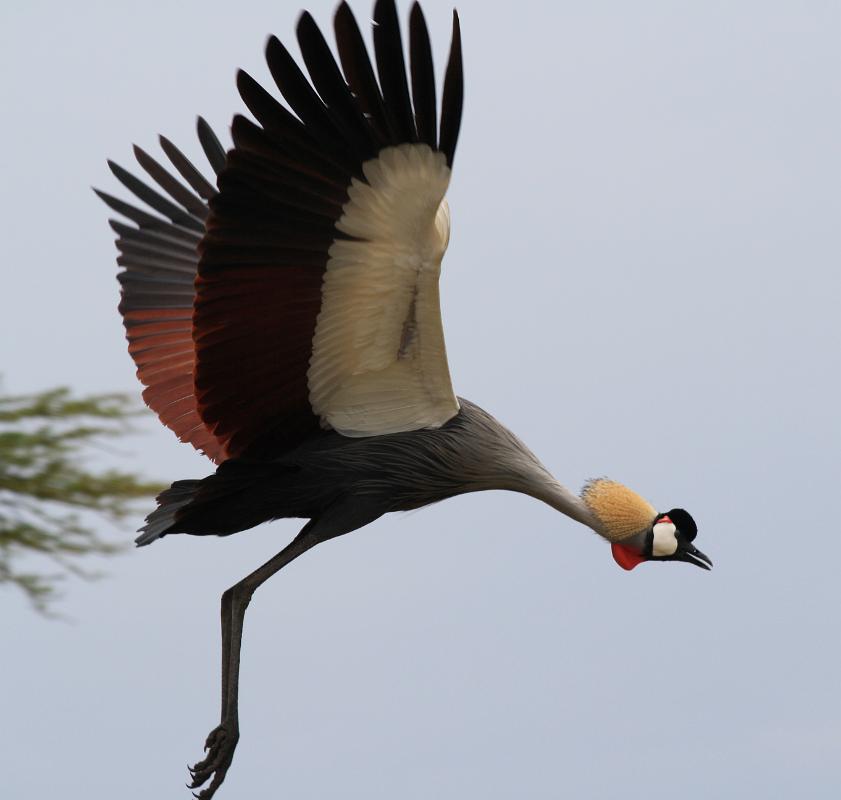 Crowned crane, Serengeti, Tanzania 0339