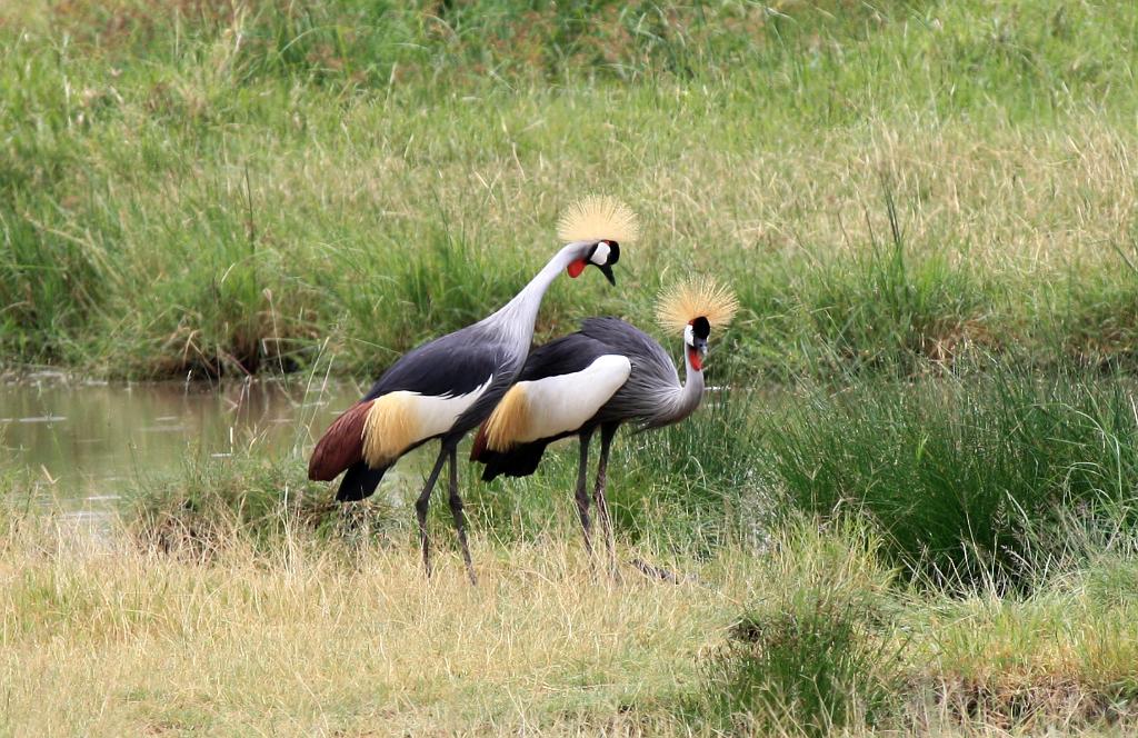 Crowned cranes, Serengeti, Tanzania 0331