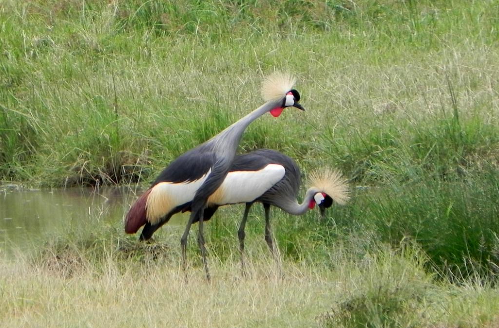 Crowned cranes, Serengeti, Tanzania 0333
