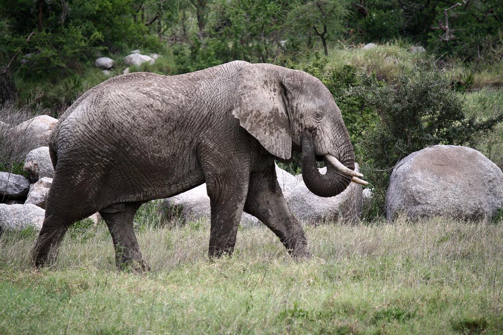Elephant, Nabi Gate, Serengeti 0291