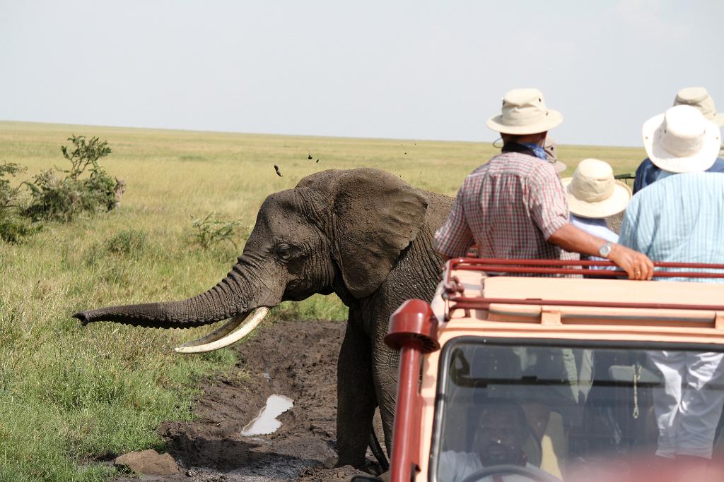 Elephant, Serengeti, Tanzania 0301