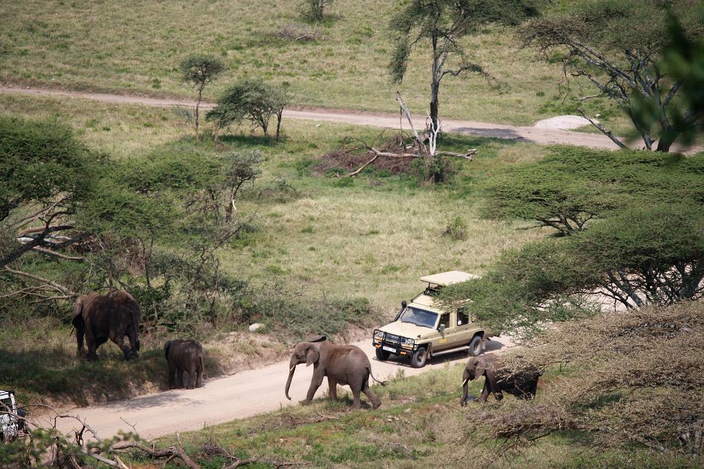 Elephants, Nabi Gate, Serengeti 0027