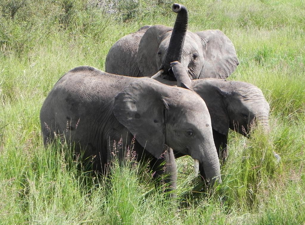 Elephants, Serengeti, Tanzania 0303