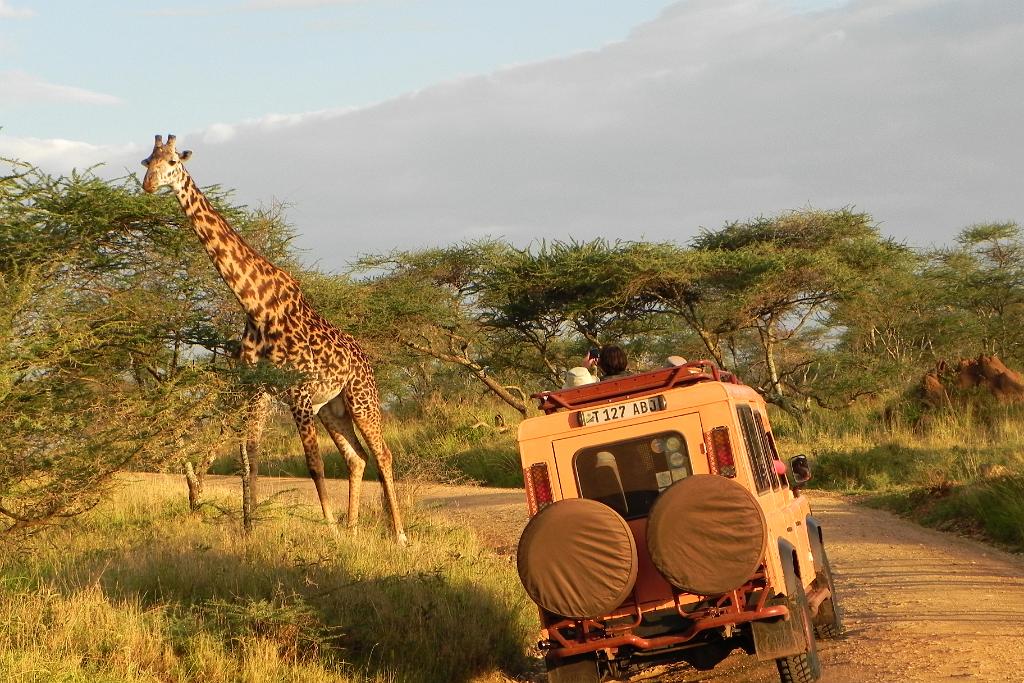 Giraffe, Serengeti, Tanzania 0169