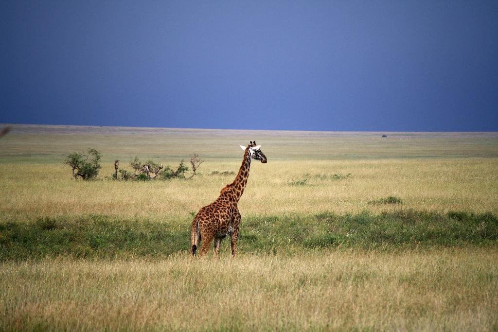 Giraffe, Serengeti, Tanzania 0173