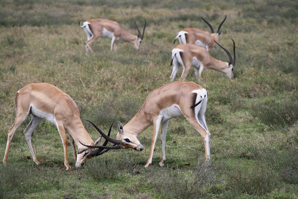 Grants gazelle, Serengeti, Tanzania 0199
