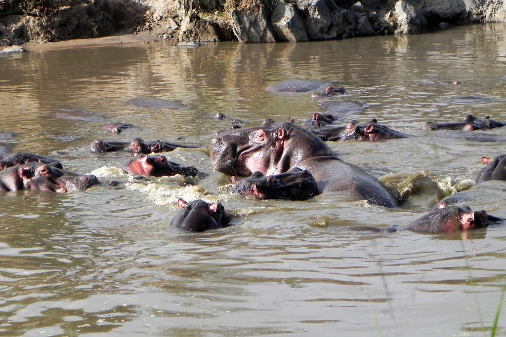 Hippo pool, Serengeti, Tanzania 0135