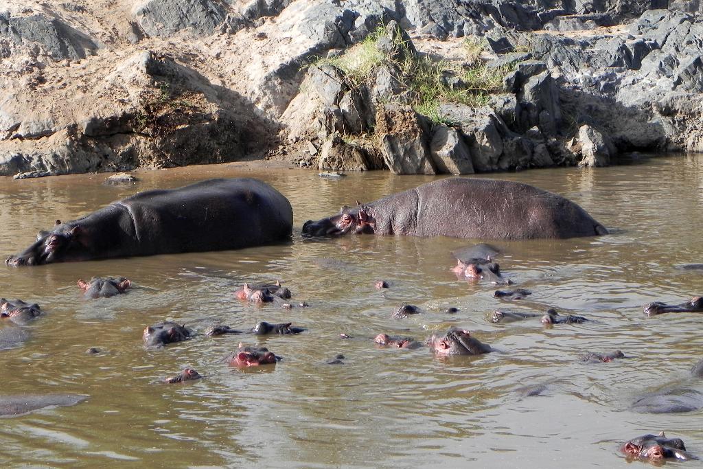 Hippo pool, Serengeti, Tanzania 0139