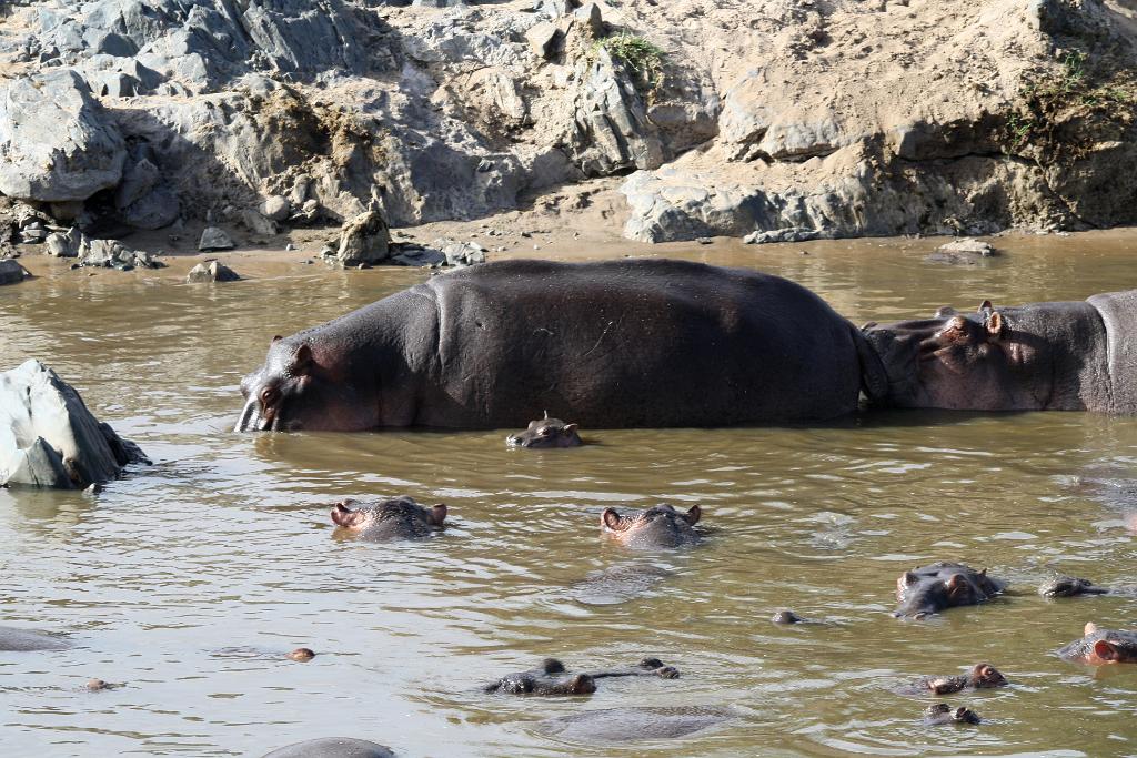Hippo pool, Serengeti, Tanzania 0141