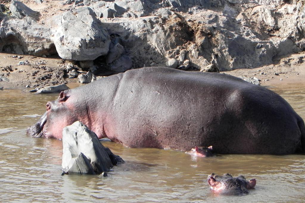 Hippo pool, Serengeti, Tanzania 0143