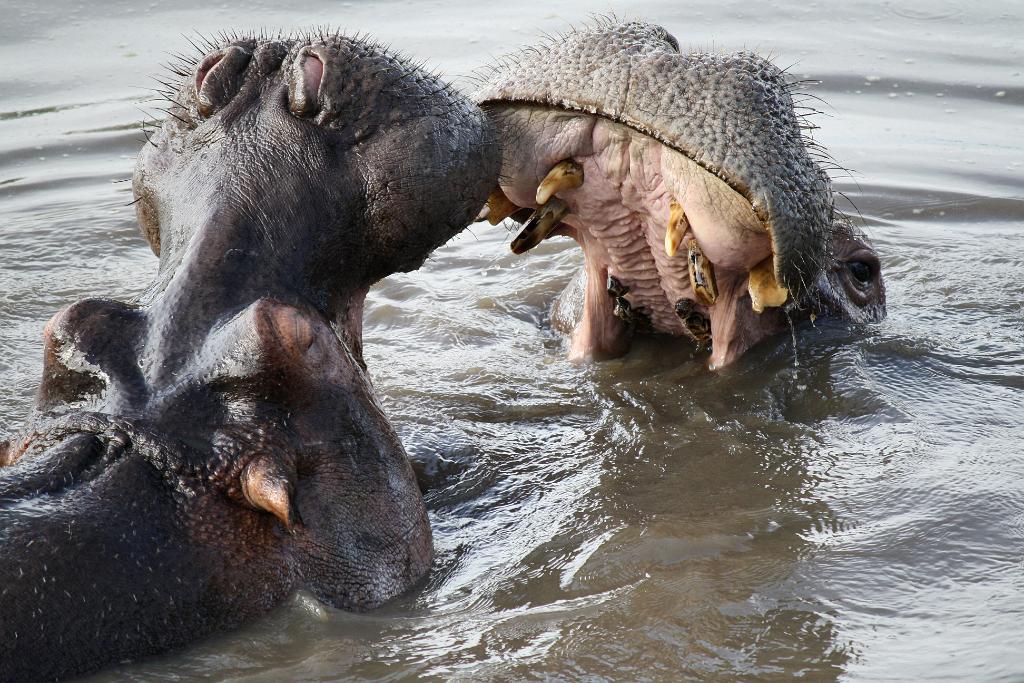 Hippo pool, Serengeti, Tanzania 0147