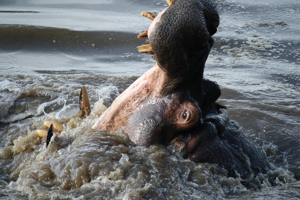 Hippo pool, Serengeti, Tanzania 0149