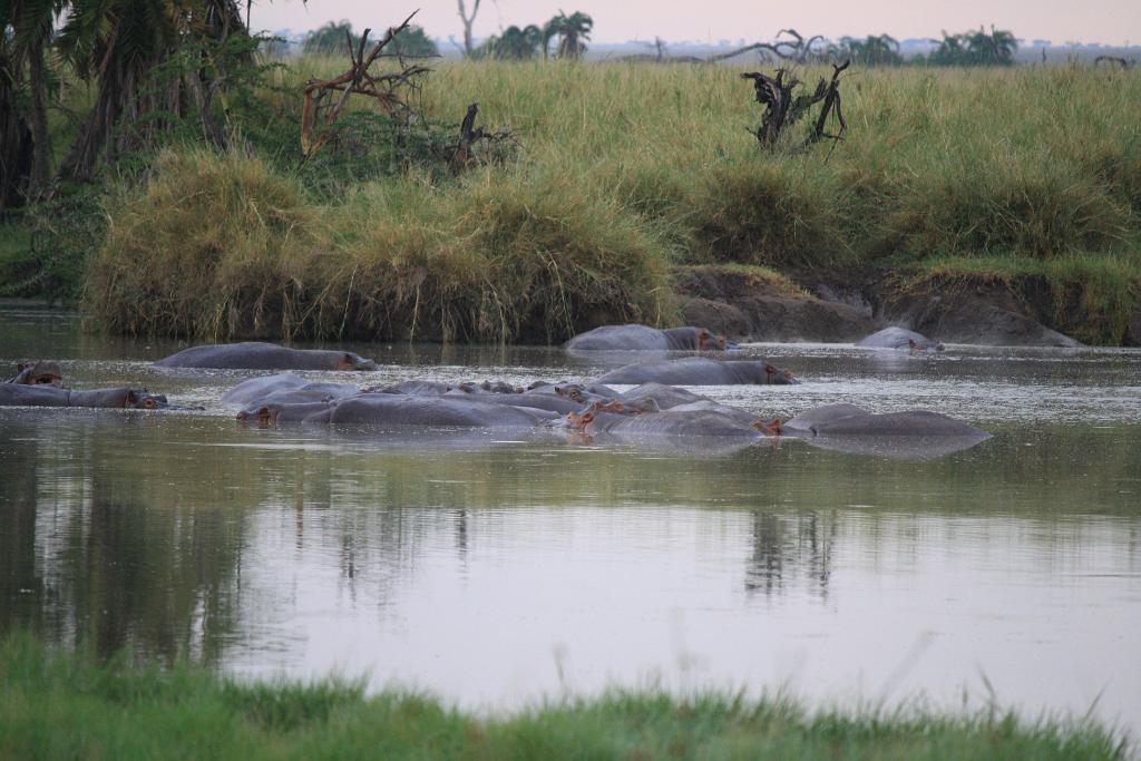 Hippos, Serengeti, Tanzania 0105