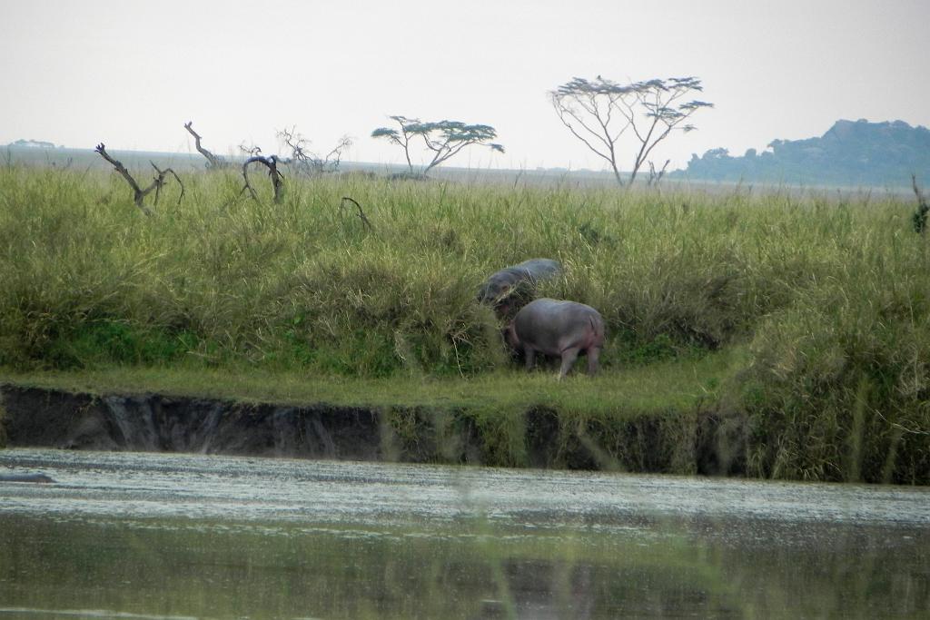 Hippos, Serengeti, Tanzania 0107