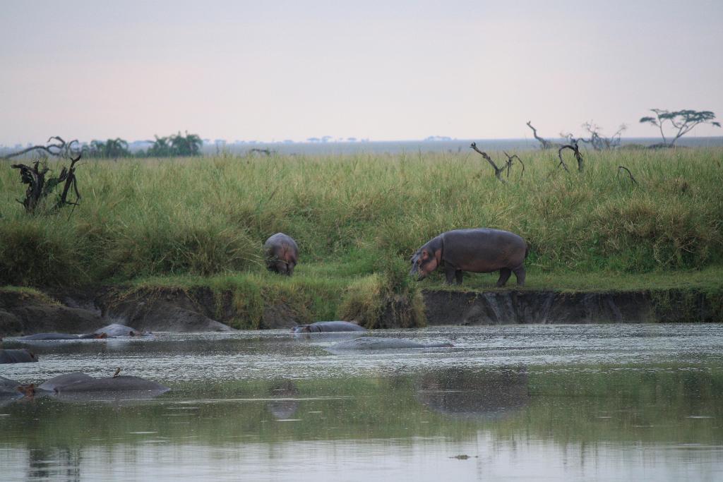 Hippos, Serengeti, Tanzania 0109