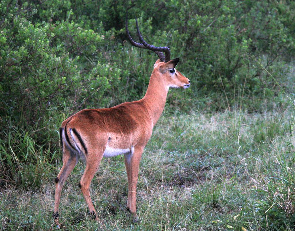 Impala, Serengeti, Tanzania 0131