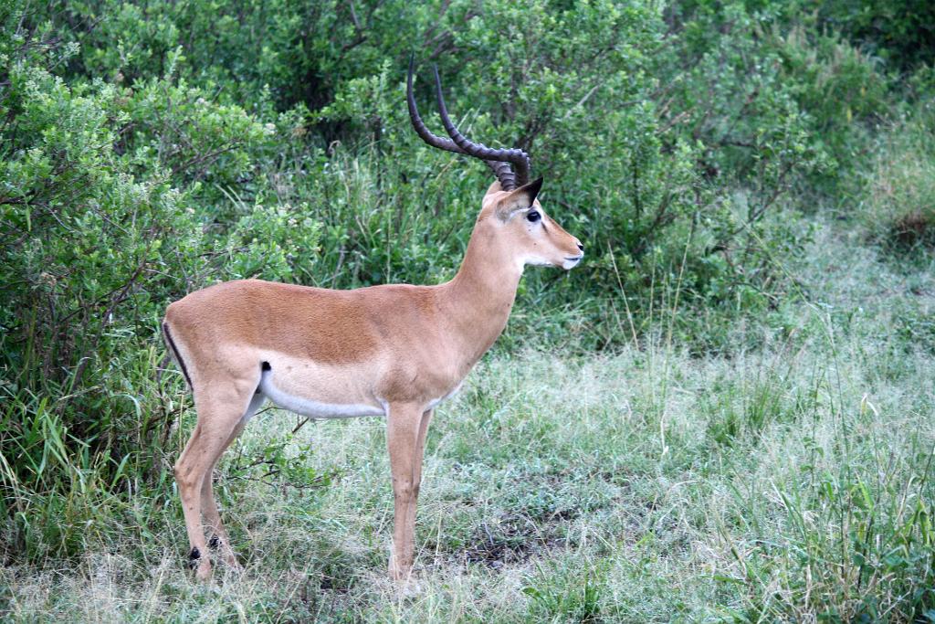 Impala, Serengeti, Tanzania 0133