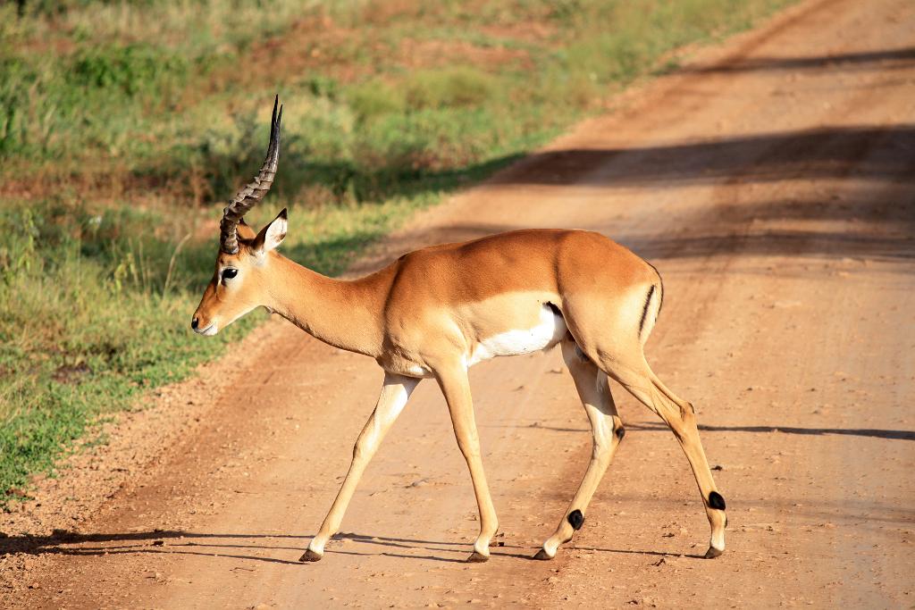 Impala, Serengeti, Tanzania 0163