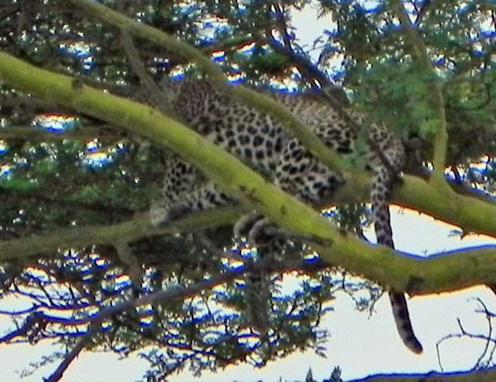 Leopard, Serengeti, Tanzania 0123