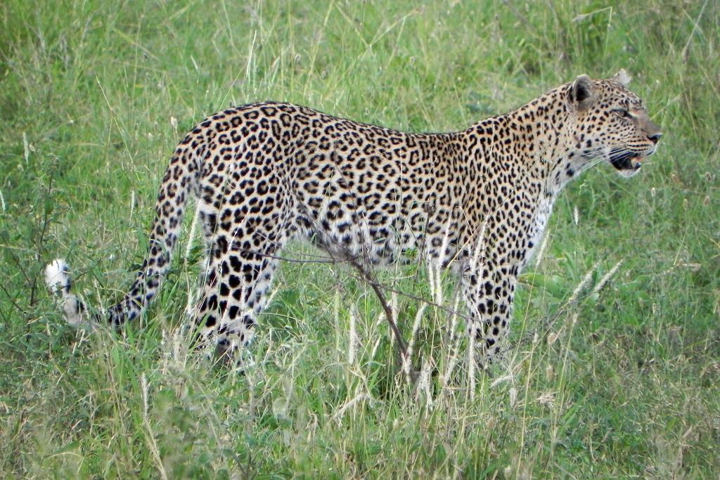 Leopard, Serengeti, Tanzania 0313