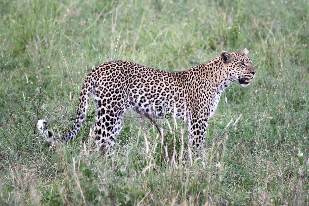 Leopard, Serengeti, Tanzania 0315