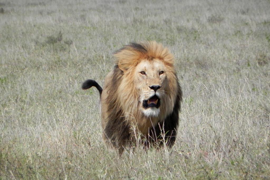 Lion and hartebeest kill, Serengeti 0205