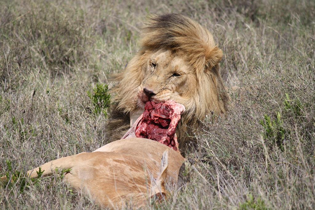 Lion and hartebeest kill, Serengeti 0213